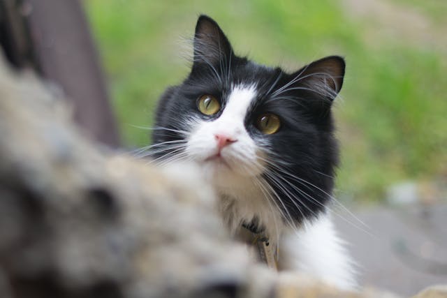 Croquettes pour chats