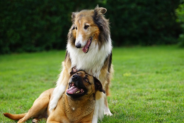 Socialisation de chien