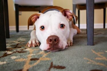 Chien en appartement