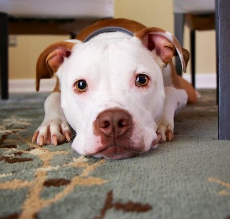 Chien en appartement