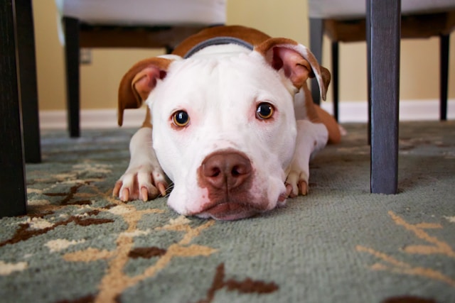 Chien en appartement