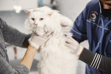 Santé de votre chat