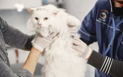 Santé de votre chat