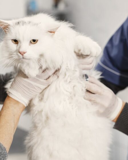 Santé de votre chat