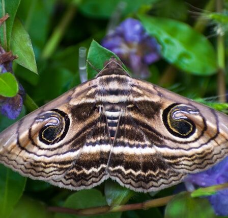 Les espèces de papillons