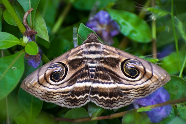 Les espèces de papillons