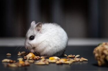 Alimentation du hamster