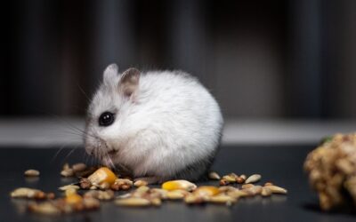 Alimentation du hamster