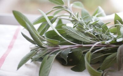 Cuisine à base de plantes