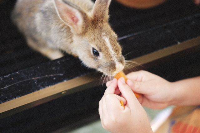soins lapin